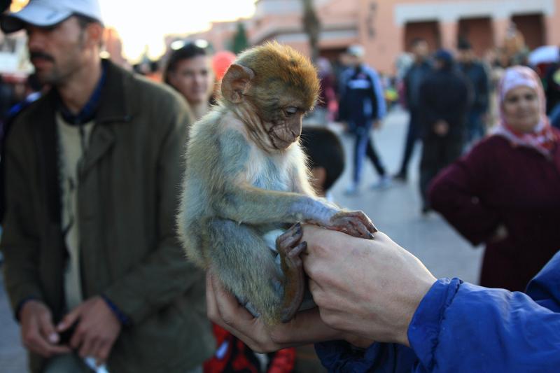 362-Marrakech,1 gennaio 2014.JPG